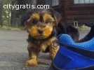 ADORABLE AKC Registered  Yorkie Puppies.