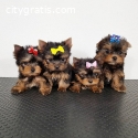Adorable AKC Yorkie puppies available