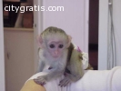 Adorable and Healthy Capuchin Monkeys Fo