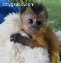 Adorable and Sweet Capuchin Monkey