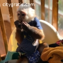 Adorable and Sweet Capuchin Monkey