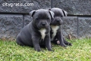 Adorable Blue Staffordshire Bull Terrie