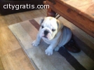 adorable bulldog puppies for adoption