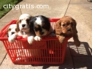 Adorable Cavalier King Charles Spaniel