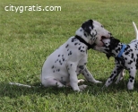 Adorable Dalmatian Puppies