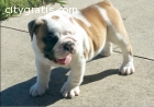 ADORABLE ENGLISH BULLDOG PUPPIES