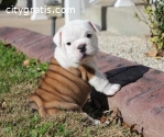 Adorable English Bulldog Puppies