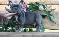 Adorable French Bulldog Puppies