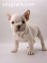 ? **Adorable French Bulldog Puppies ?
