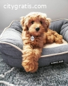 Adorable Goldendoodle Puppies