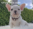 Adorable healthy and shining French Bull