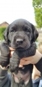 adorable labrador pup of 7 weeks old