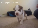 Adorable male and female bulldogs puppie