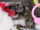 Adorable Marmoset monkeys Ready to go No