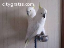 Adorable Pair of white cockatoo Parrots