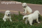 Adorable Pedigree Golden Retriever Puppi
