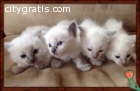 Adorable Rag Doll Kittens Available Now