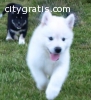 adorable siberian husky pups available