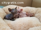 Adorable sphynx kittens available.(205~3