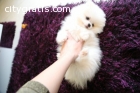 Adorable teacup Pomerania for adoption