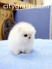 Adorable Teacup Pomeranian Puppies