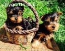 Adorable Yorkie Puppies For Adoption.