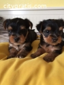 Adorable Yorkshire Terrier Puppies