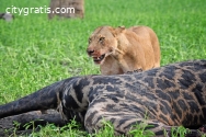Adventure Safaris in Tanzania