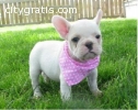 Affectionate French Bulldog puppies avai