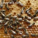 Affordable Bee Removal Service in Housto