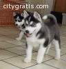 Affordable Siberian husky Puppies for sa