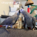 African grey parrot for sale