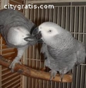 African Grey Parrot