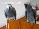 African,Grey,parrots,Macaw eggs avail