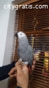 African Grey Parrots ready forever home