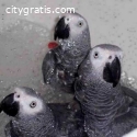 African Grey parrots