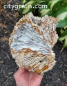 Agatized Coral Sliced and Partially