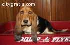 AKC Basset Hound Puppies for sale