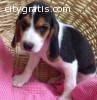 AKC Beagle Puppies for sale