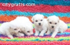 AKC Bichon Frise Puppies for sale