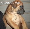 AKC Bullmastif Puppies for sale