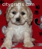 AKC  Cocker Spaniel Puppies for sale