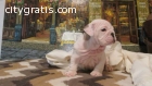 AKC English Bulldog Puppies