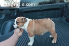 AKC english bulldog puppy