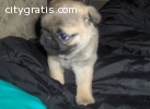 AKC Female and Male pug Puppies for sale