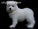 AKC Female and Male Samoyed puppies