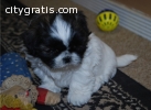 AKC Female and Male Shih Tzu puppies