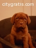 akc french mastiff puppies