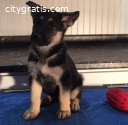 Akc German Shepherd puppies