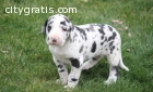 AKC Great Dane Puppies for Sale